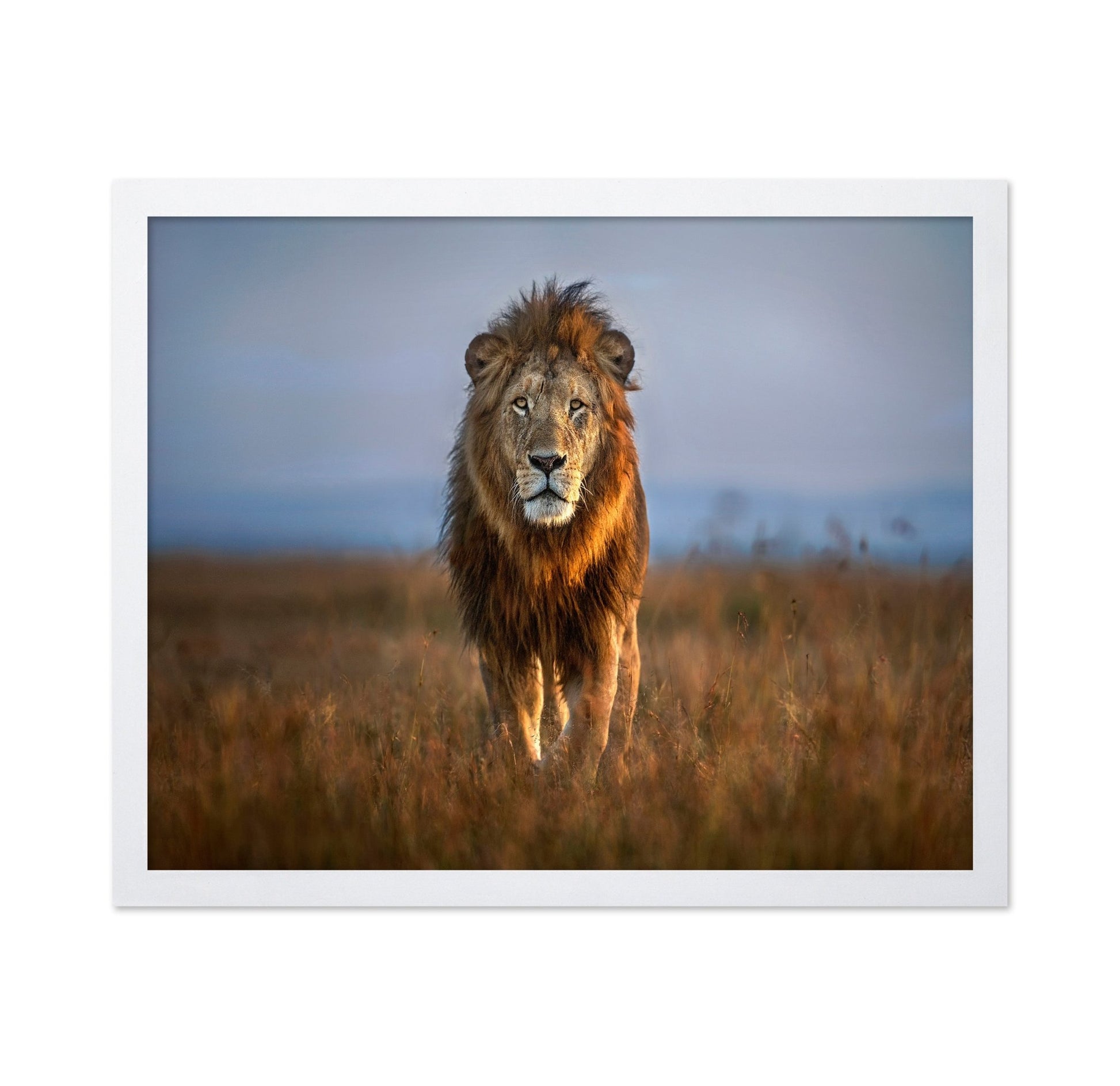 Majestic Lion