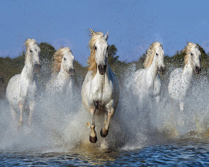 White Horses Running No2
