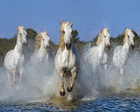 White Horses Running No2