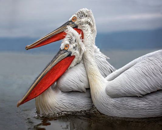 Pelican Pair Closeup