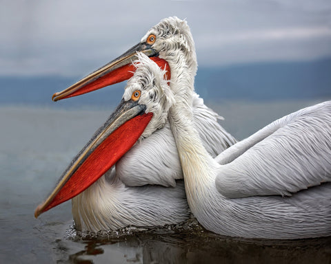 Pelican Pair Closeup