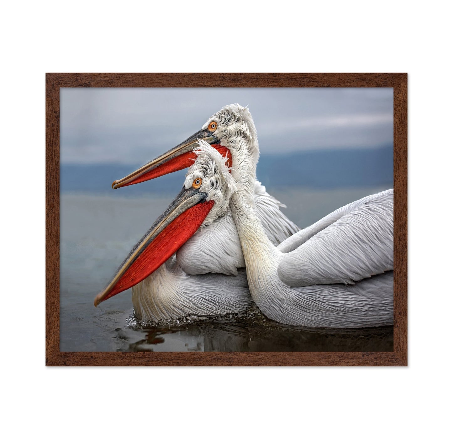 Pelican Pair Closeup