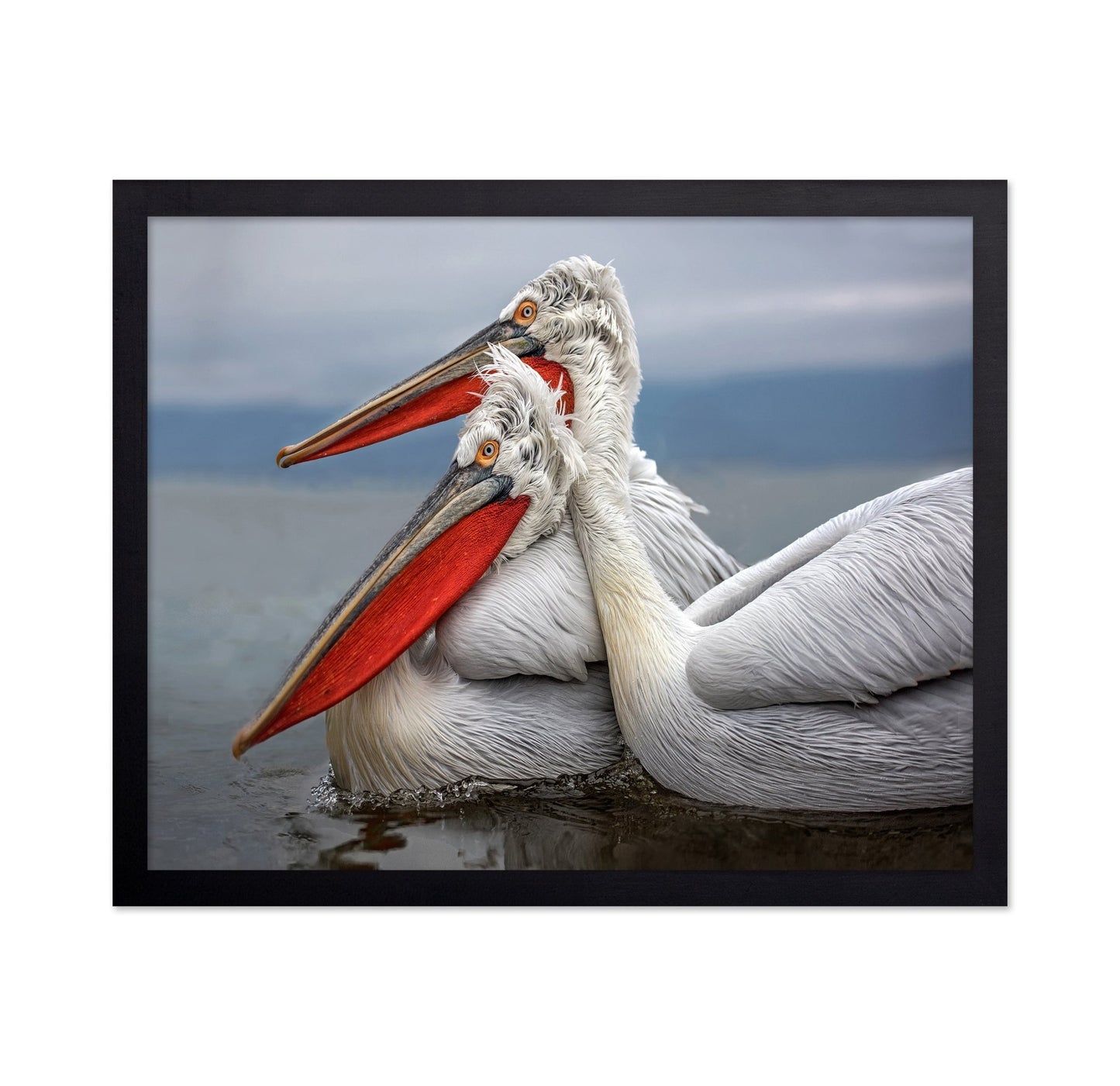 Pelican Pair Closeup