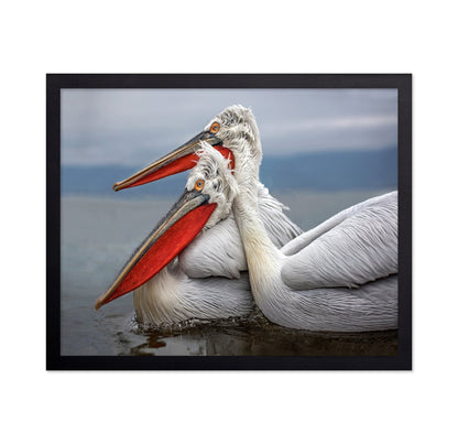 Pelican Pair Closeup