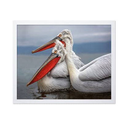 Pelican Pair Closeup