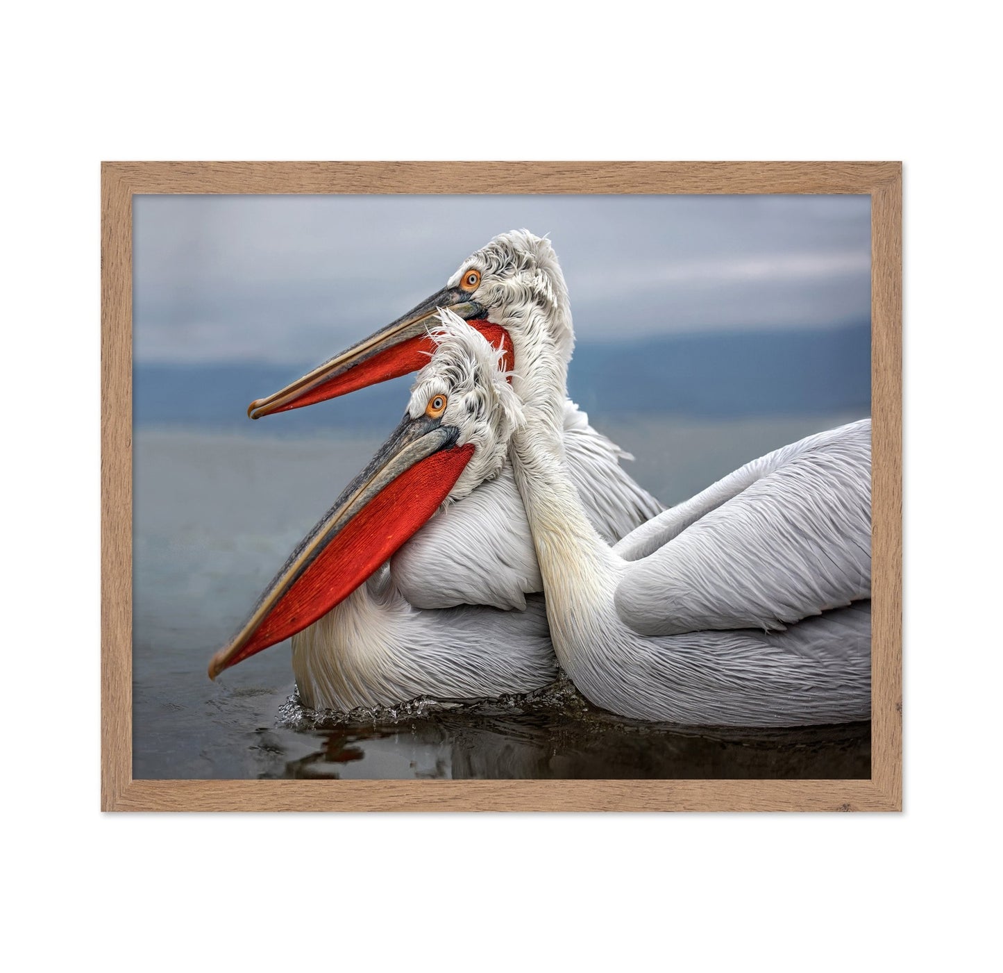 Pelican Pair Closeup