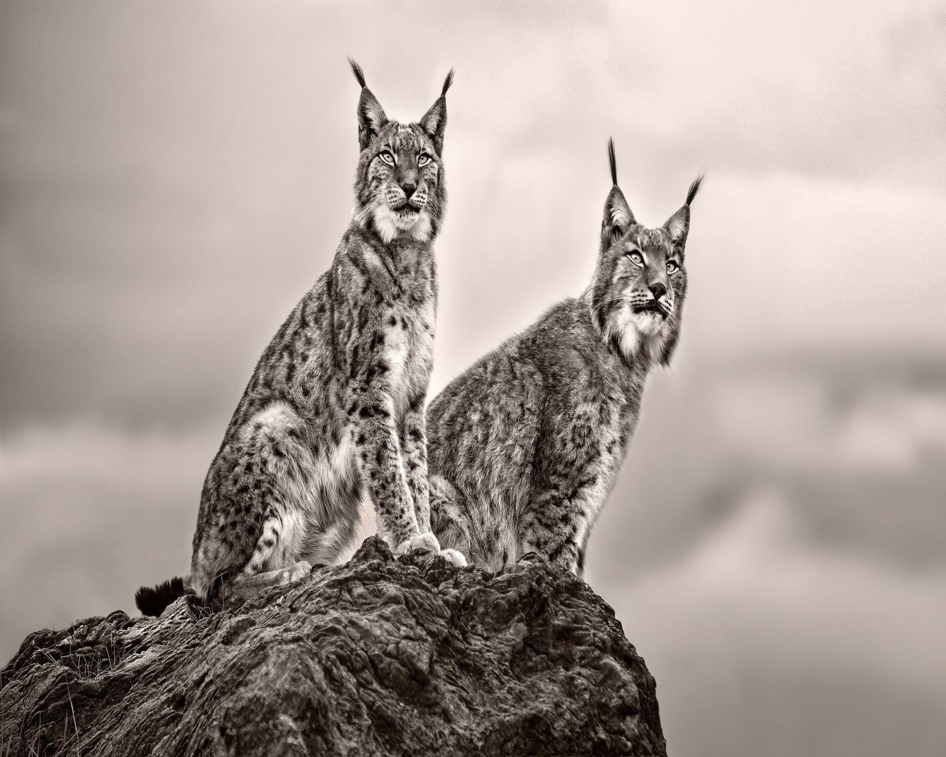 Lynx Pair Portrait