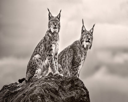 Lynx Pair Portrait