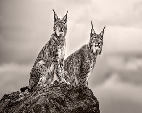 Lynx Pair Portrait
