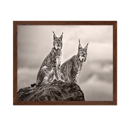 Lynx Pair Portrait