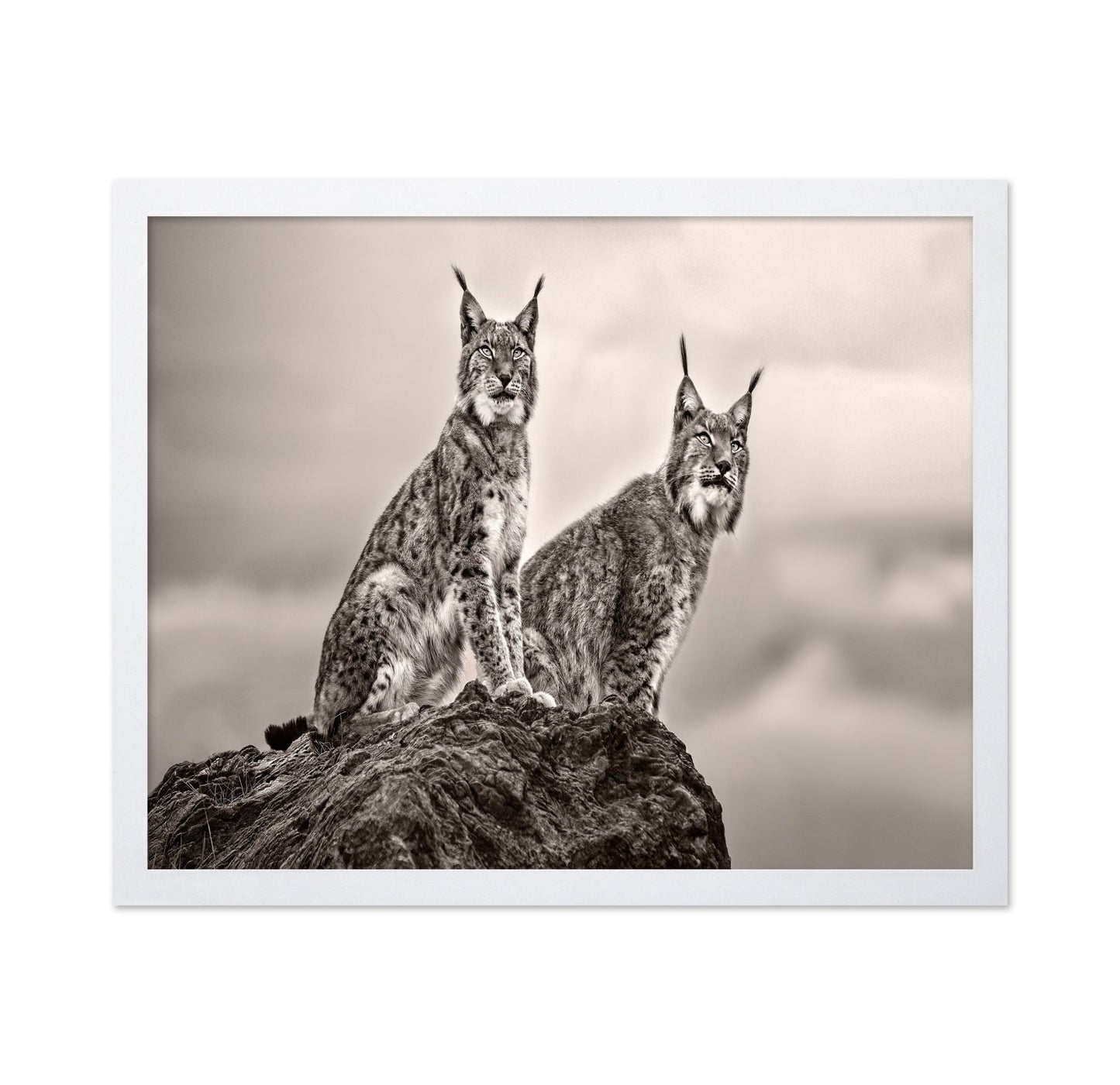 Lynx Pair Portrait