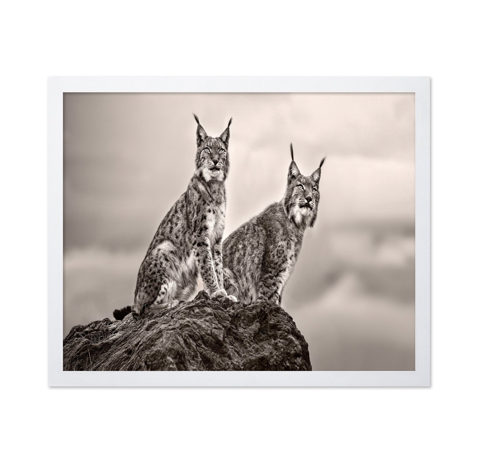 Lynx Pair Portrait