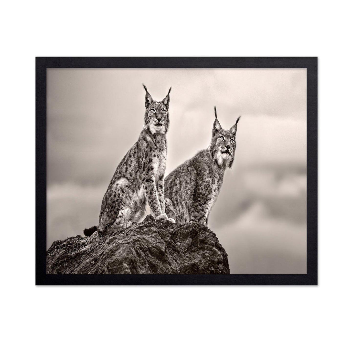 Lynx Pair Portrait