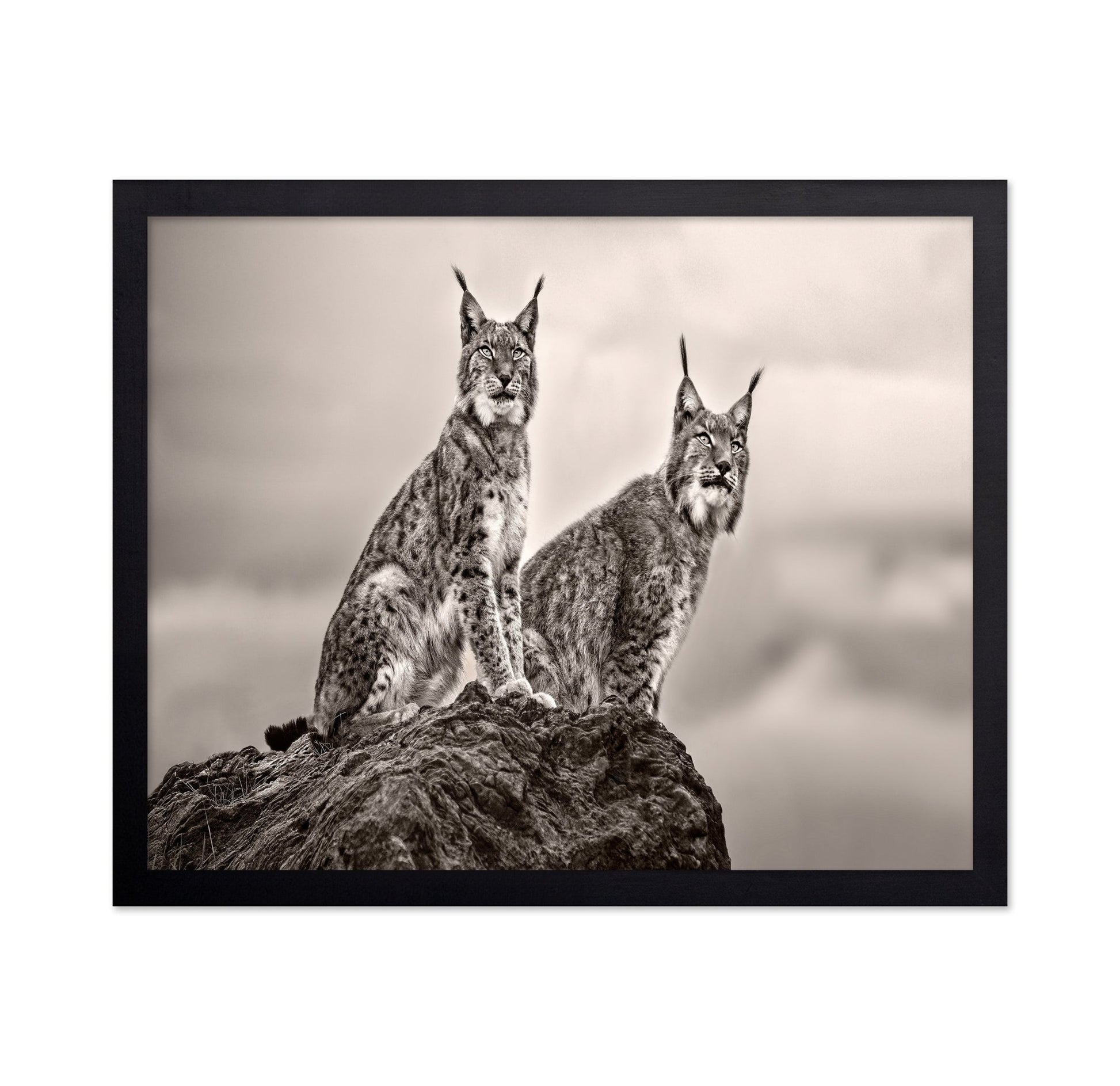 Lynx Pair Portrait
