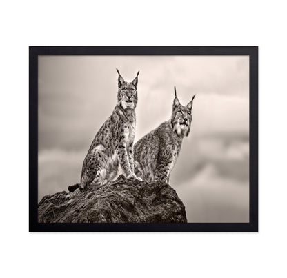 Lynx Pair Portrait