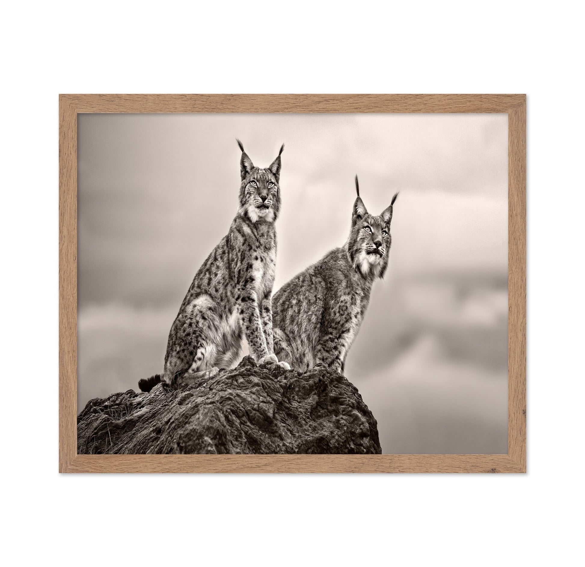 Lynx Pair Portrait