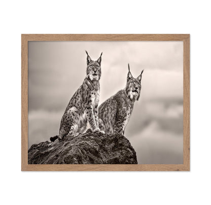 Lynx Pair Portrait