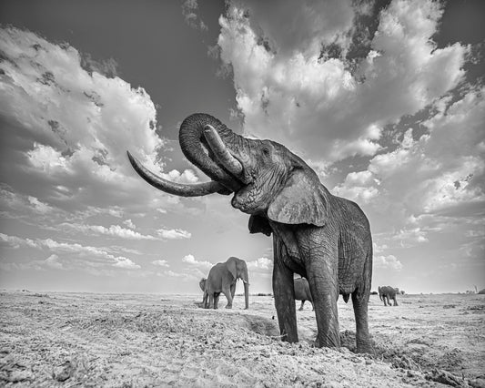 Majestic Elephant Portrait