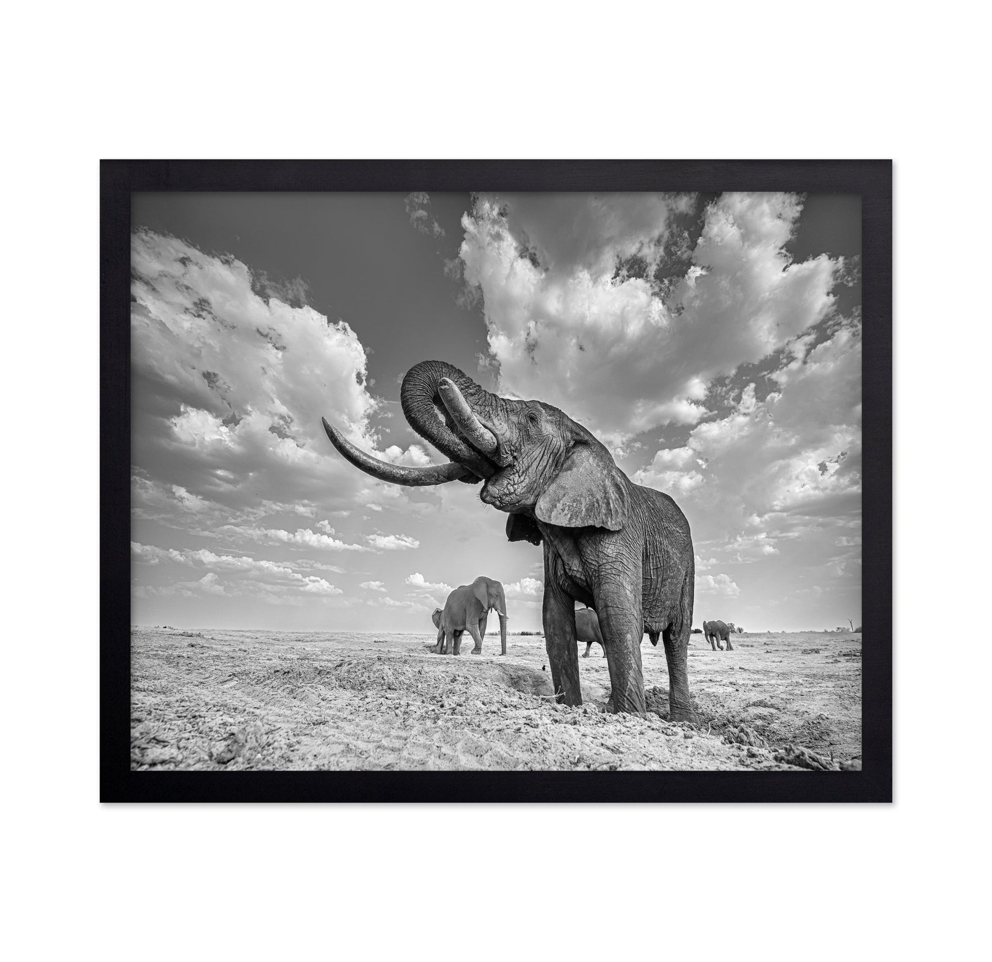 Majestic Elephant Portrait