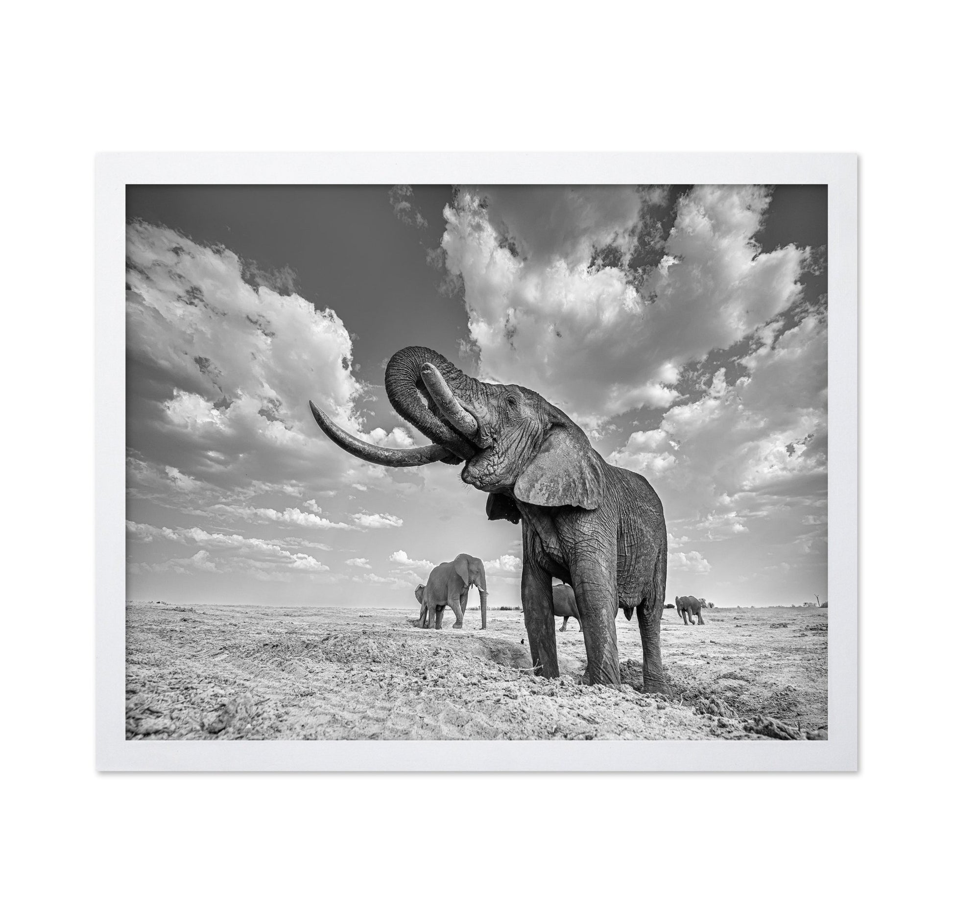 Majestic Elephant Portrait