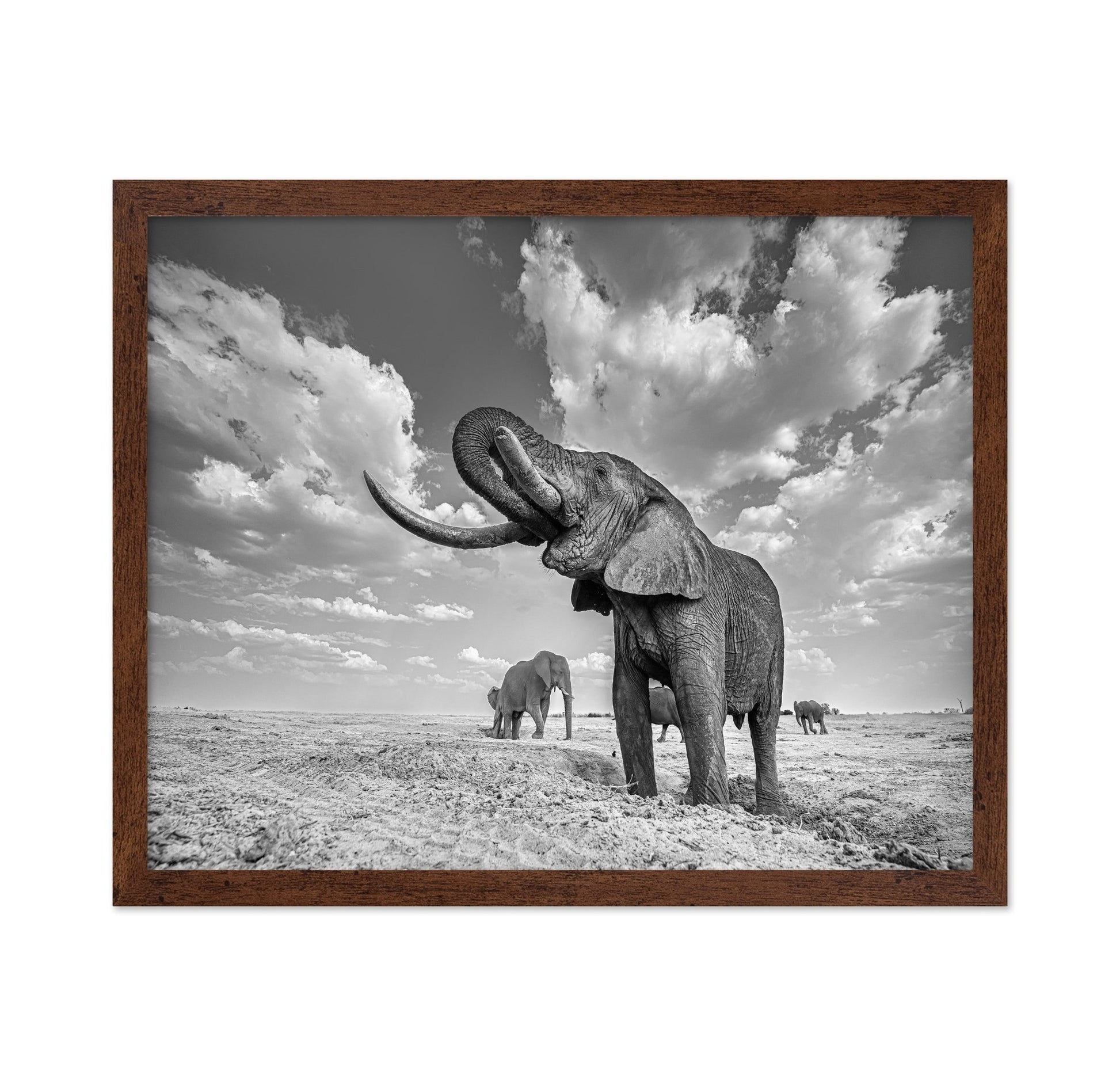 Majestic Elephant Portrait