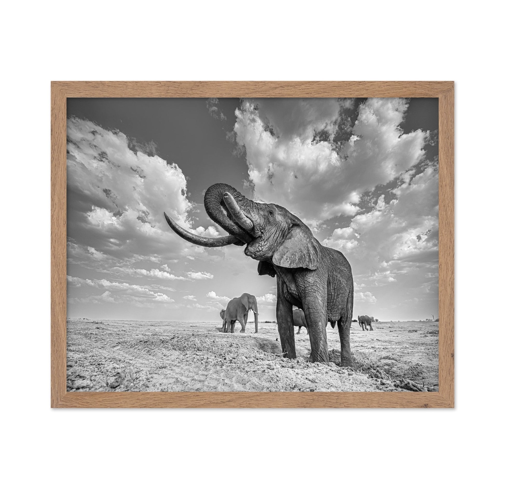 Majestic Elephant Portrait