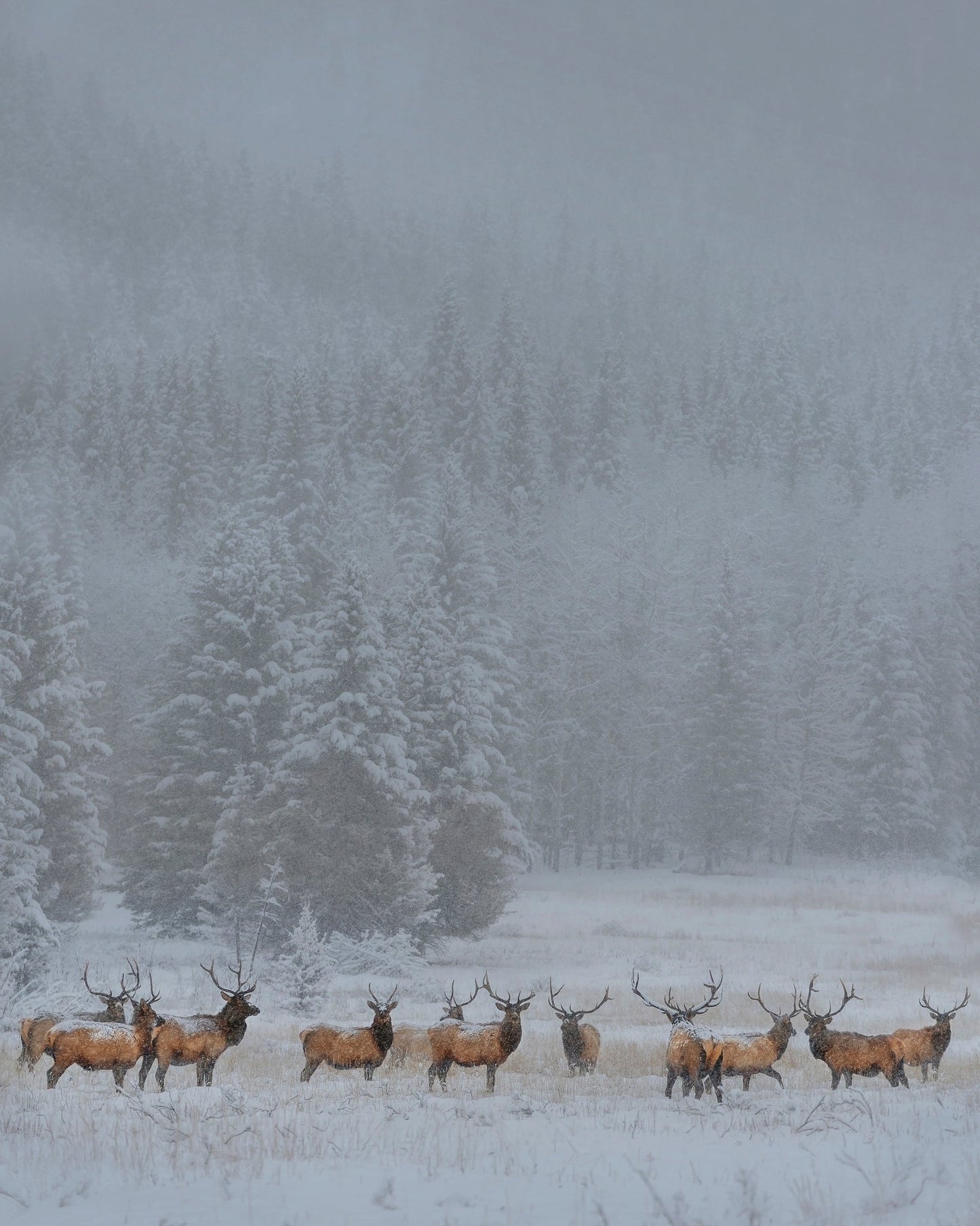 Winter Elk Herd