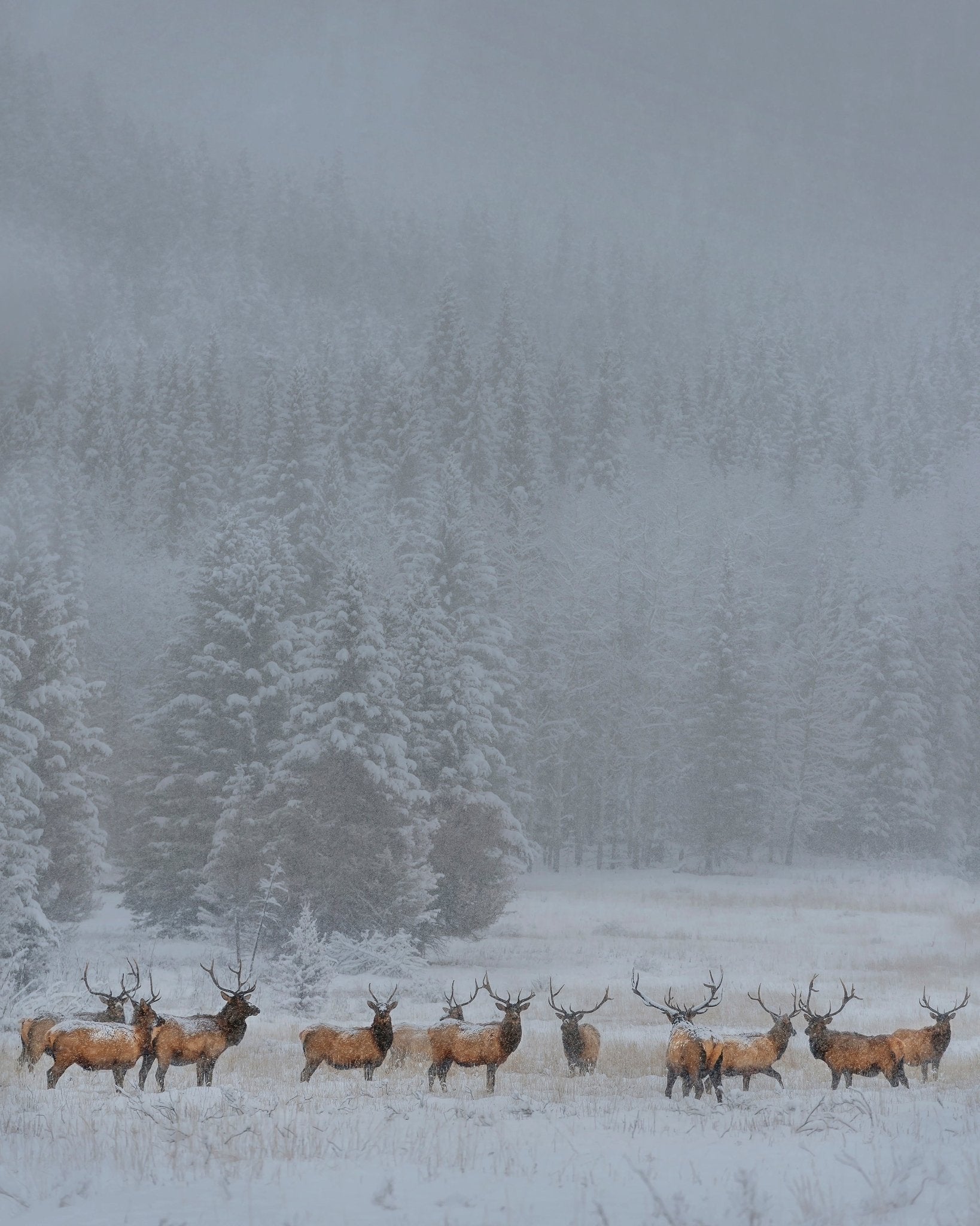 Winter Elk Herd