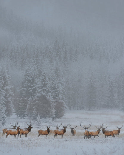 Winter Elk Herd