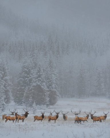 Winter Elk Herd