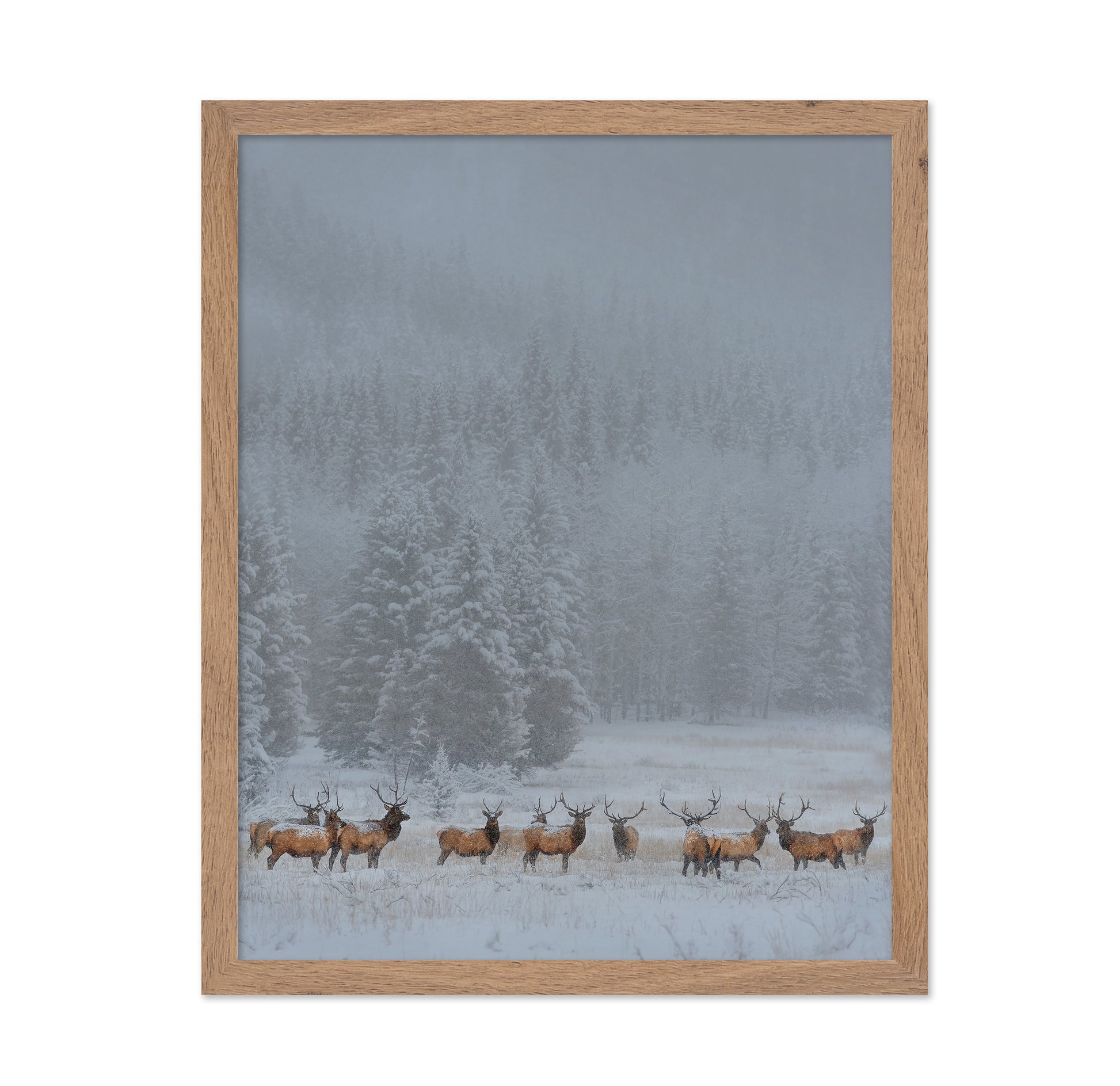 Winter Elk Herd