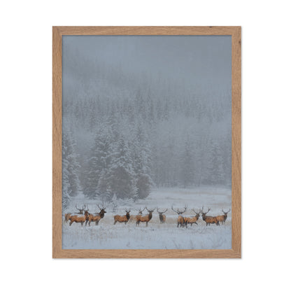 Winter Elk Herd