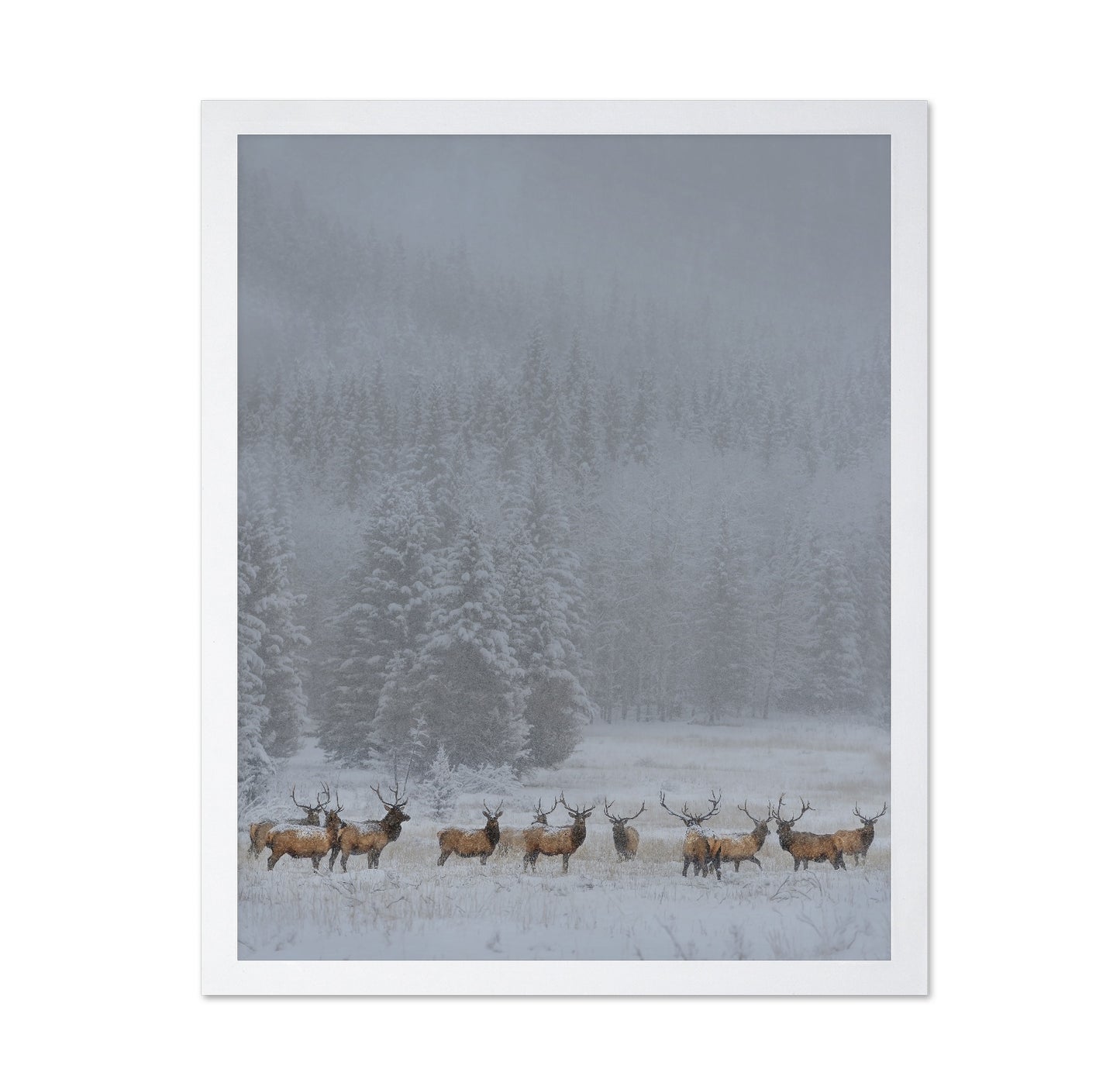 Winter Elk Herd