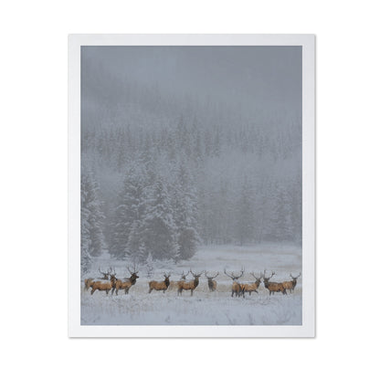 Winter Elk Herd