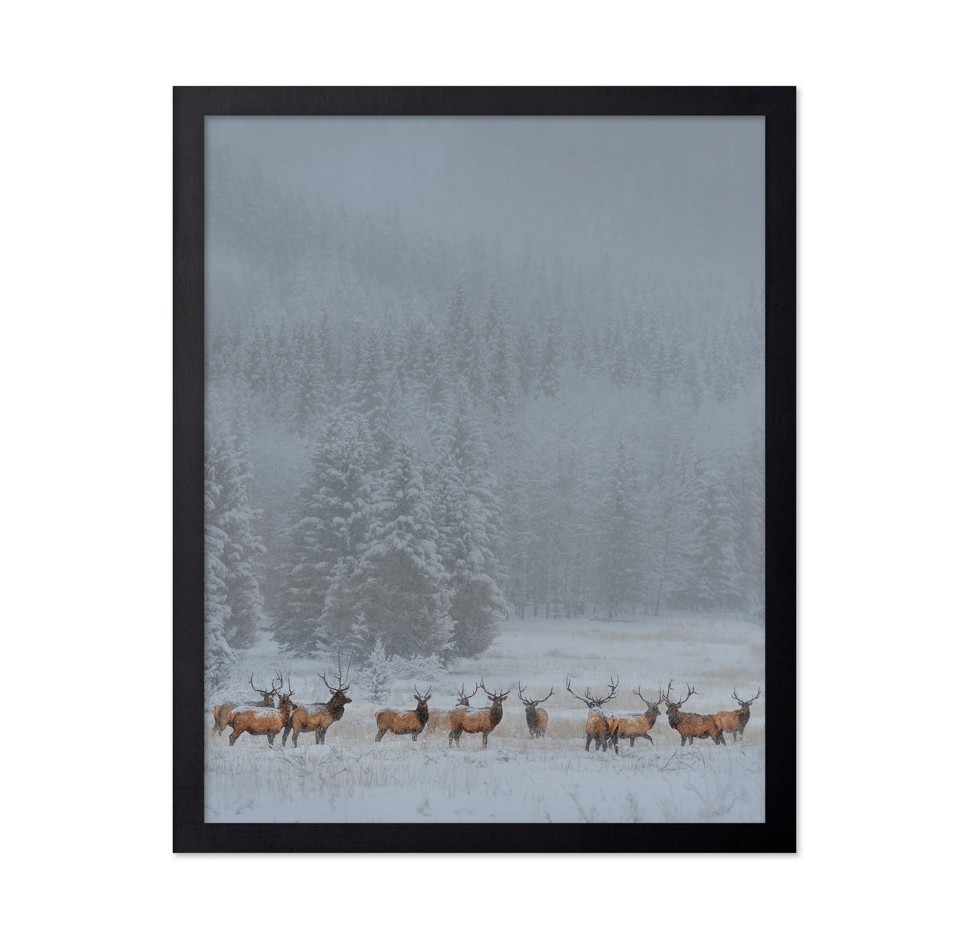 Winter Elk Herd