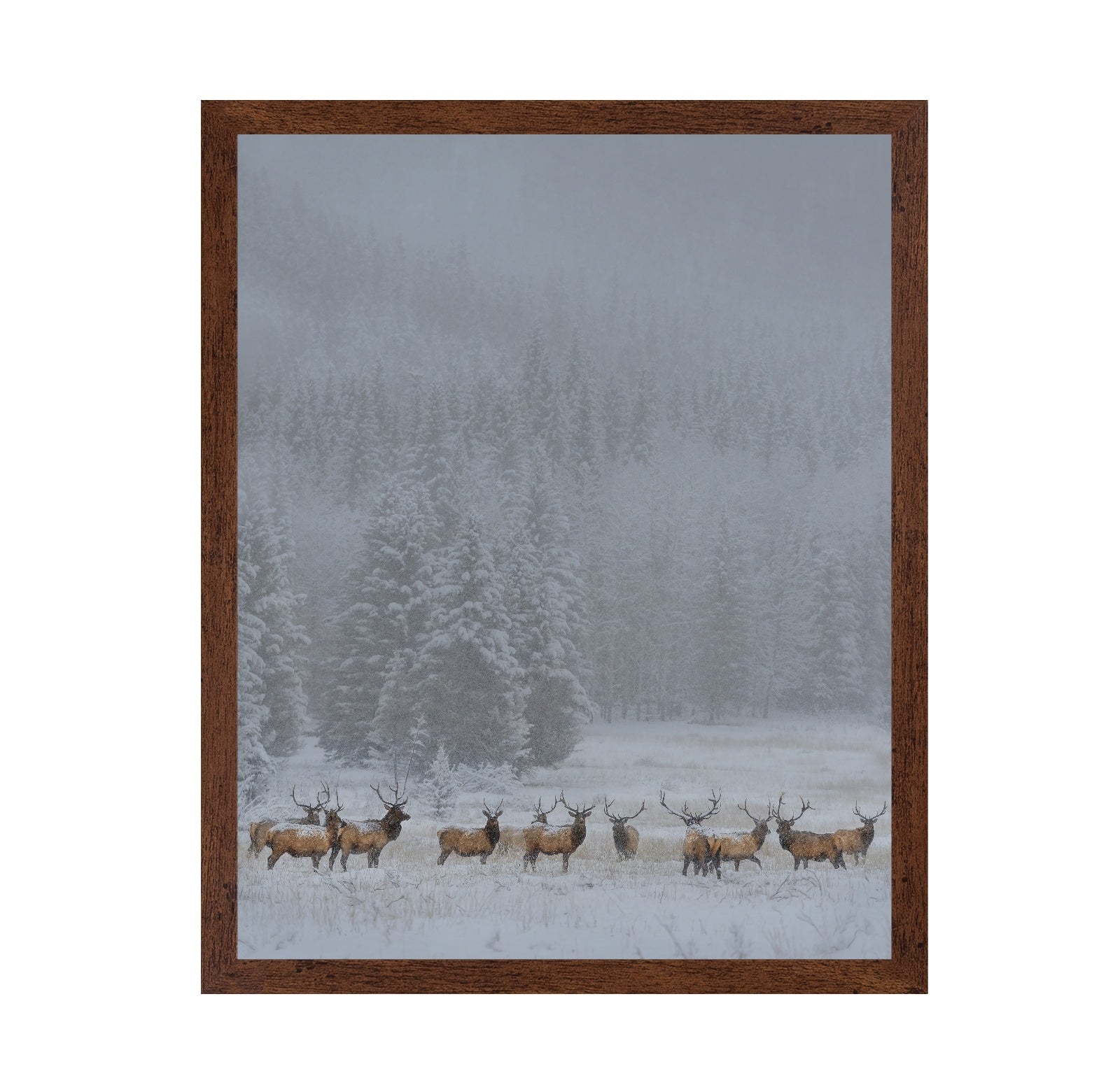 Winter Elk Herd