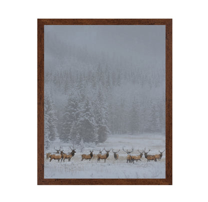 Winter Elk Herd
