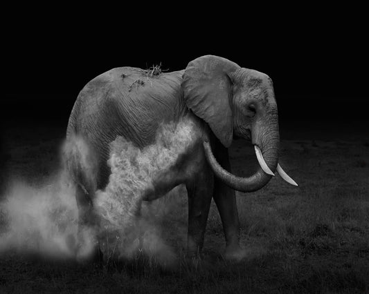 Dust Bath Elephant