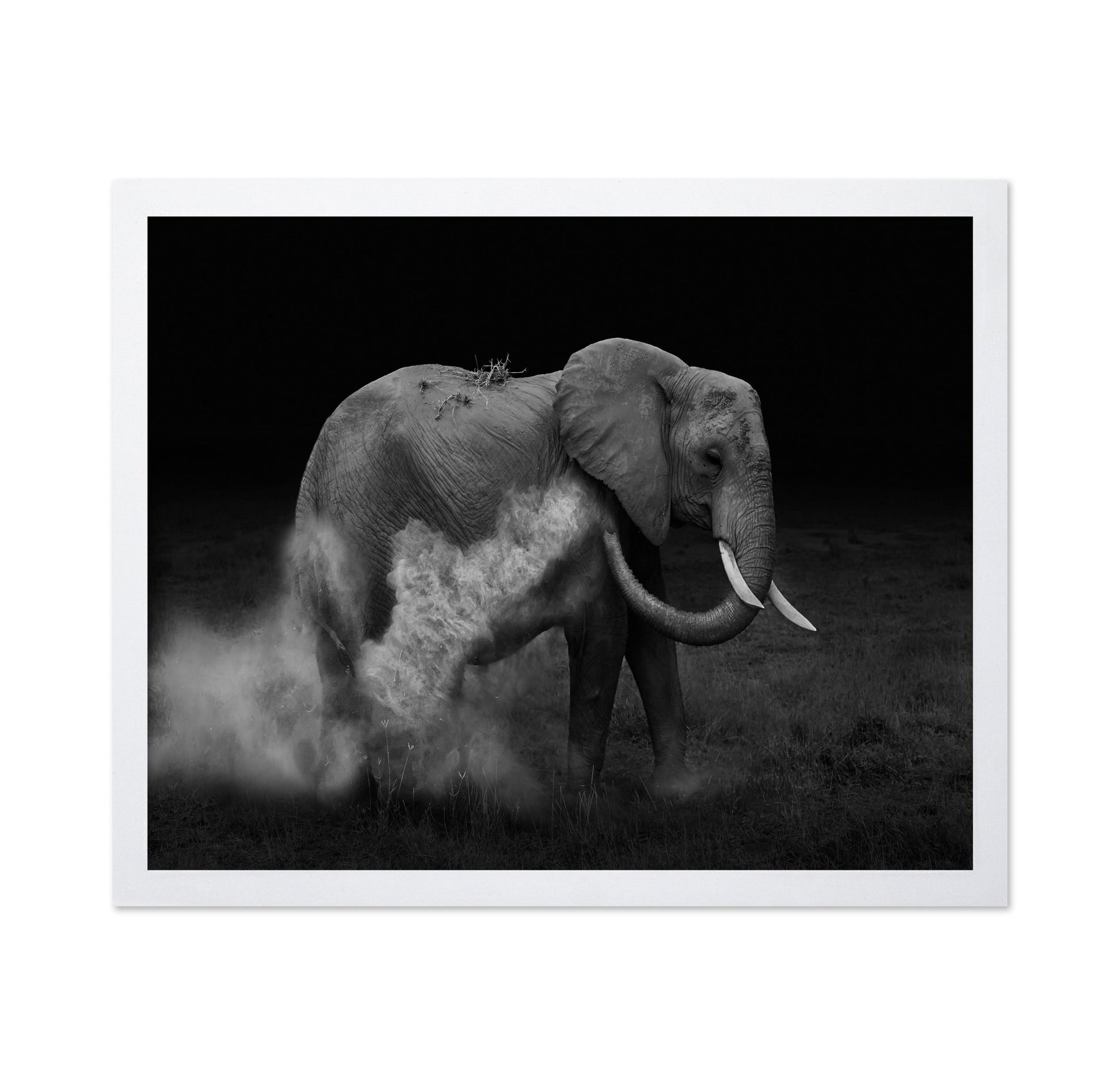 Dust Bath Elephant