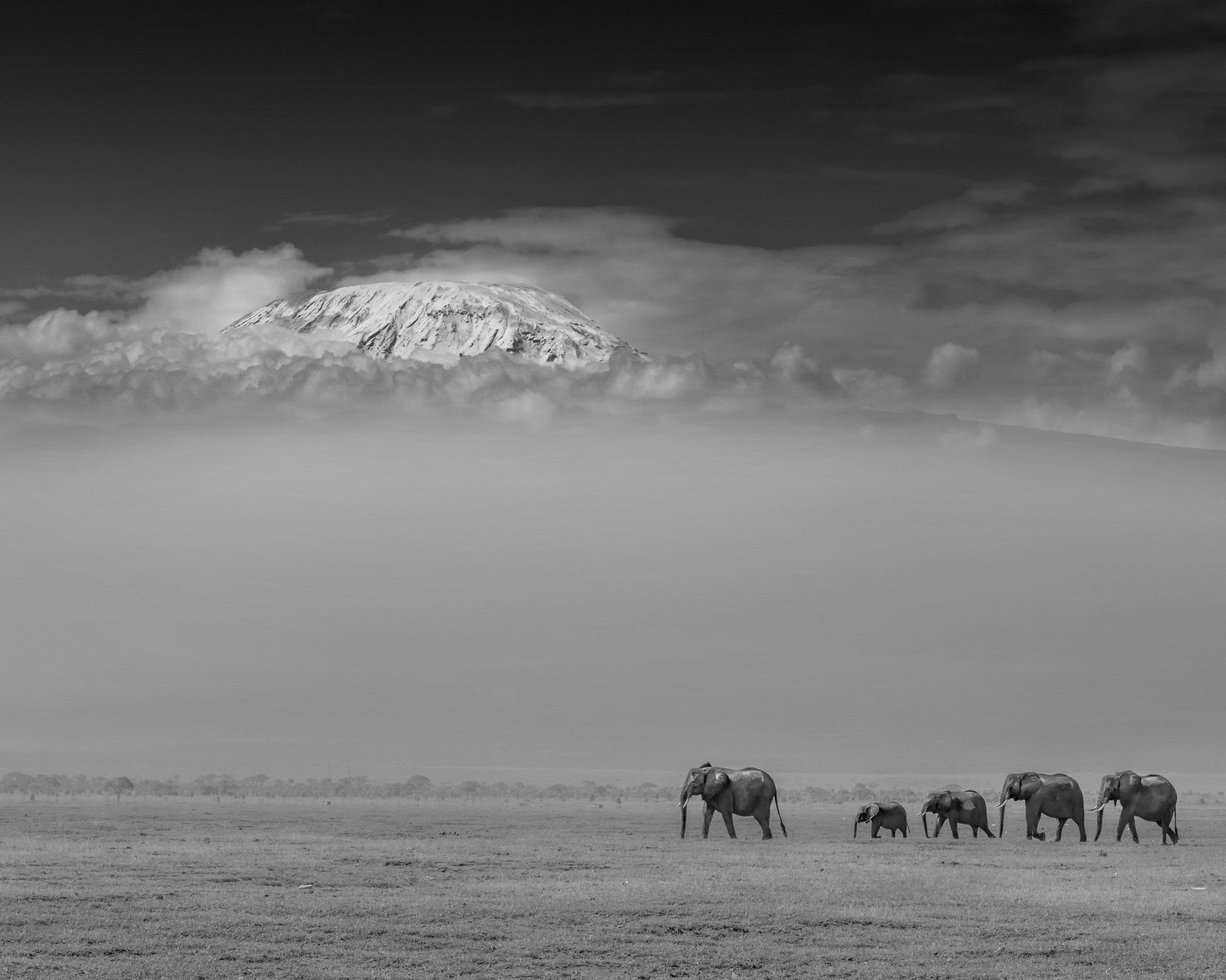 Elephants Under Kilimanjaro
