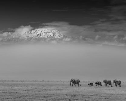 Elephants Under Kilimanjaro