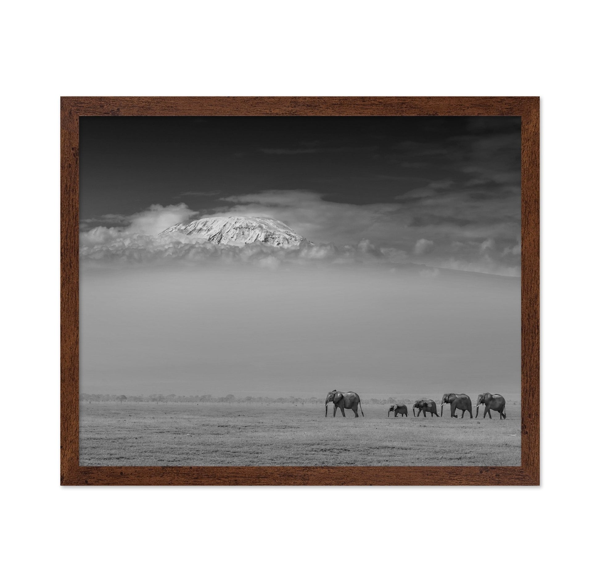 Elephants Under Kilimanjaro