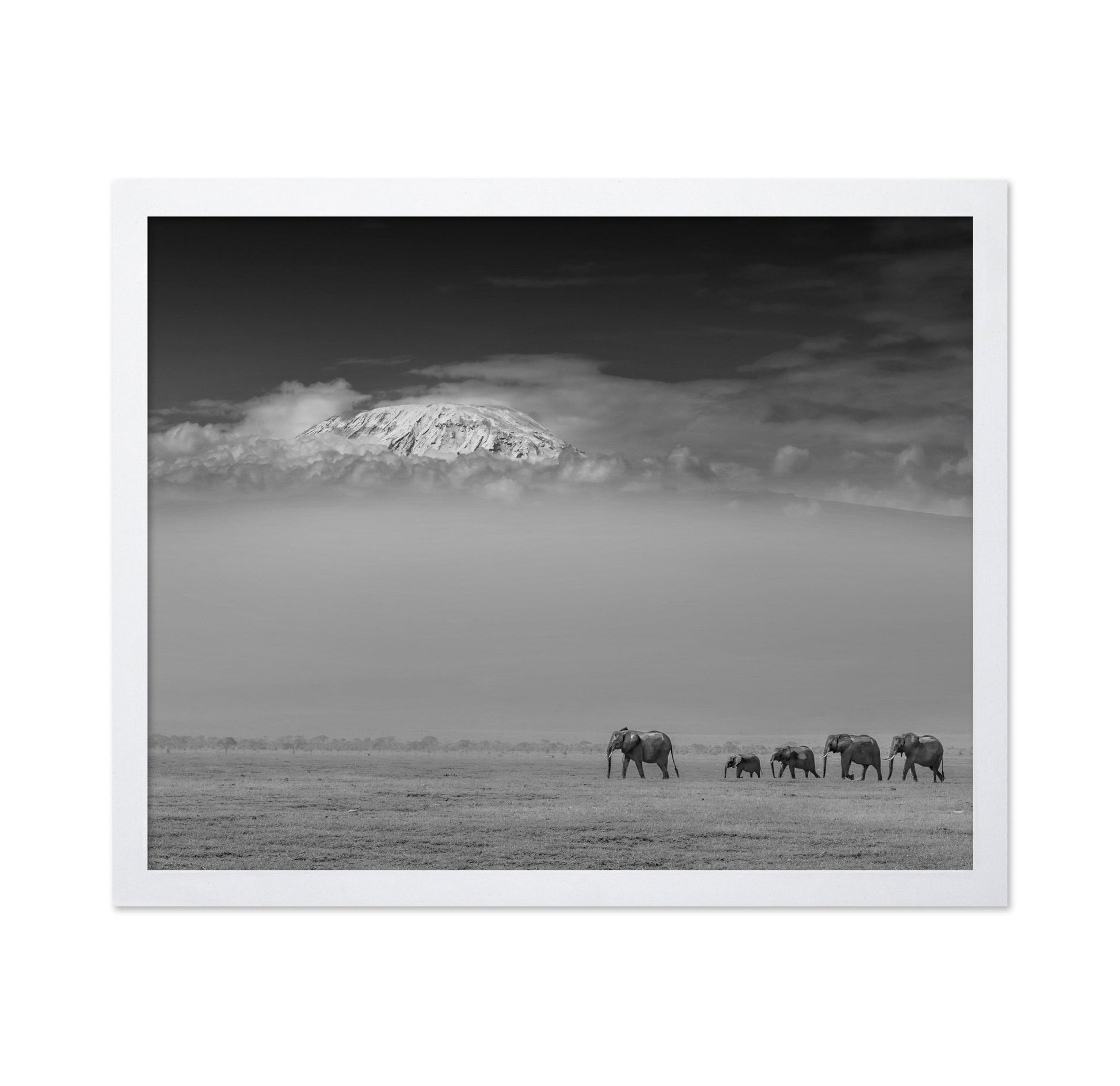 Elephants Under Kilimanjaro