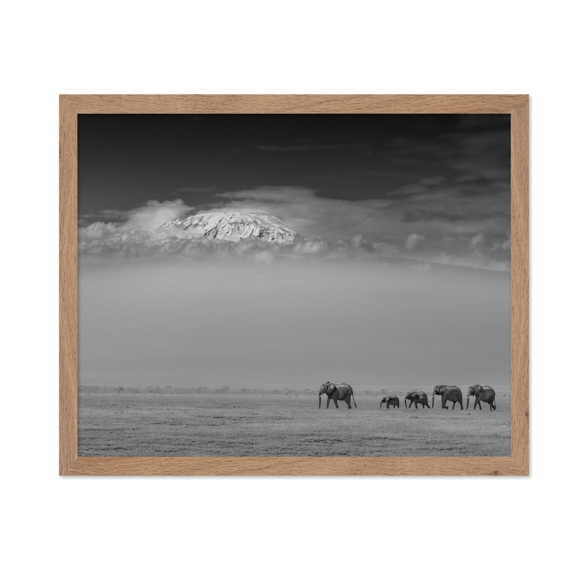 Elephants Under Kilimanjaro