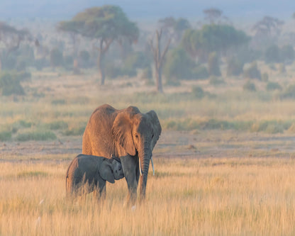 Elephant Mother And Calf