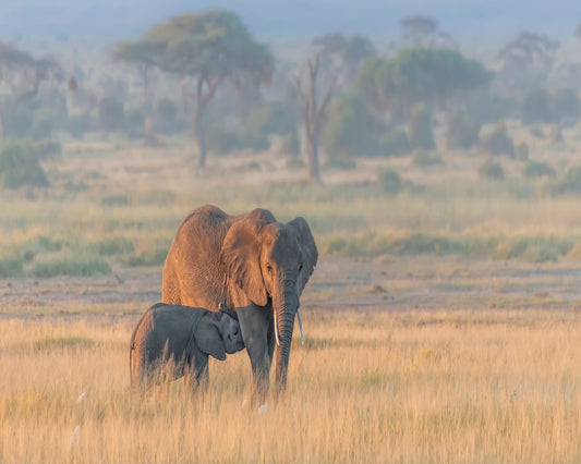 Elephant Mother And Calf