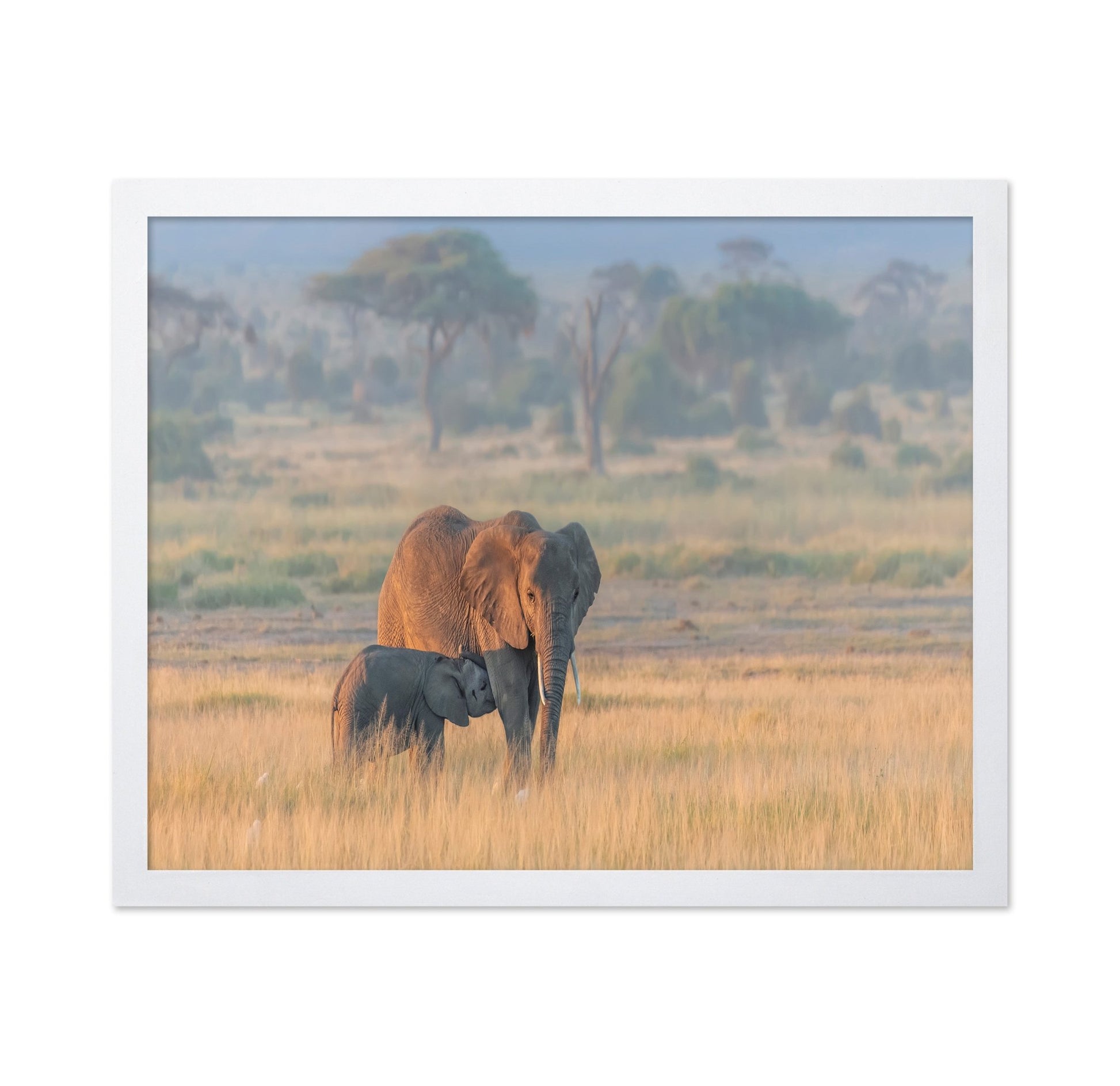 Elephant Mother And Calf