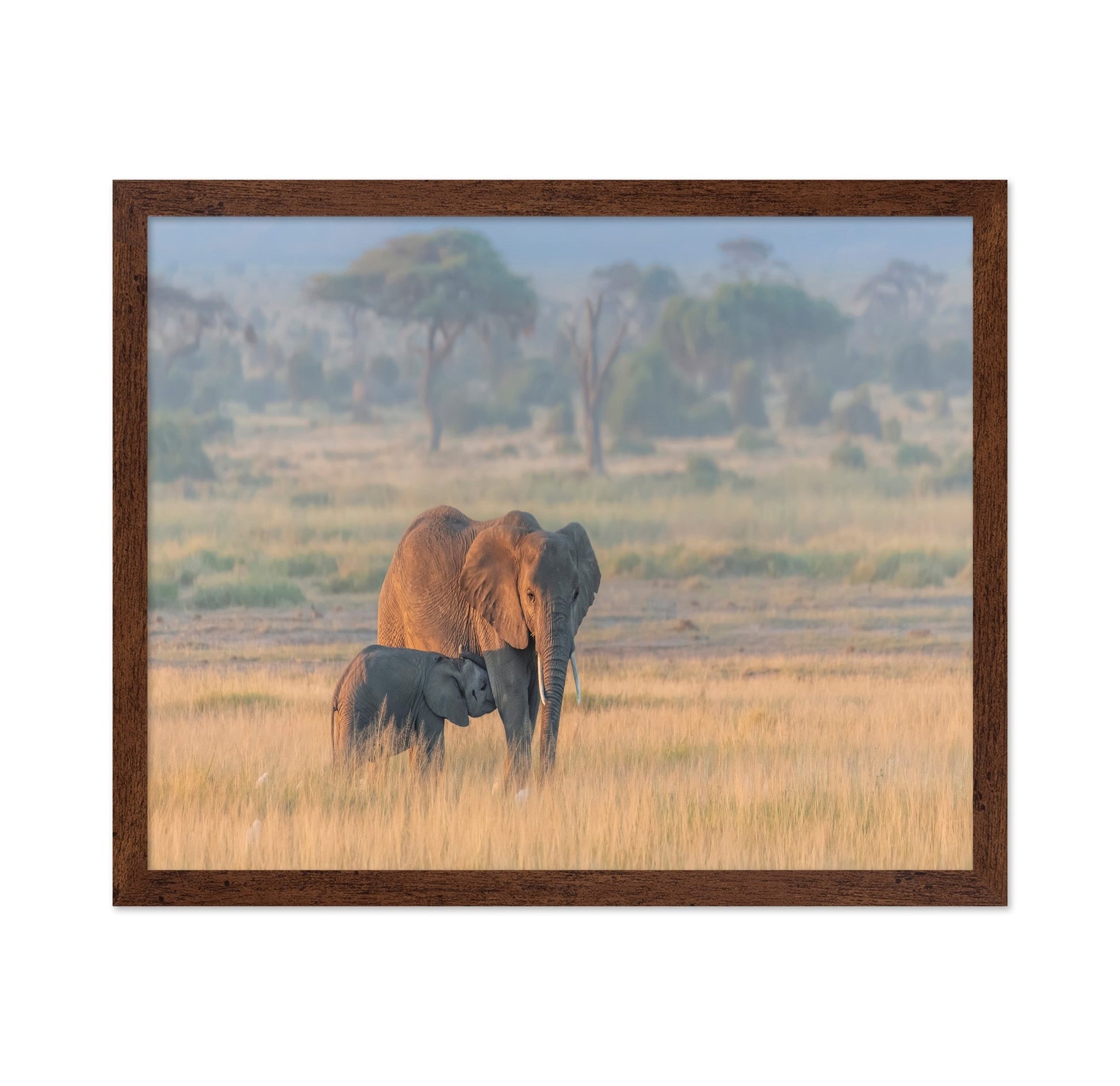 Elephant Mother And Calf