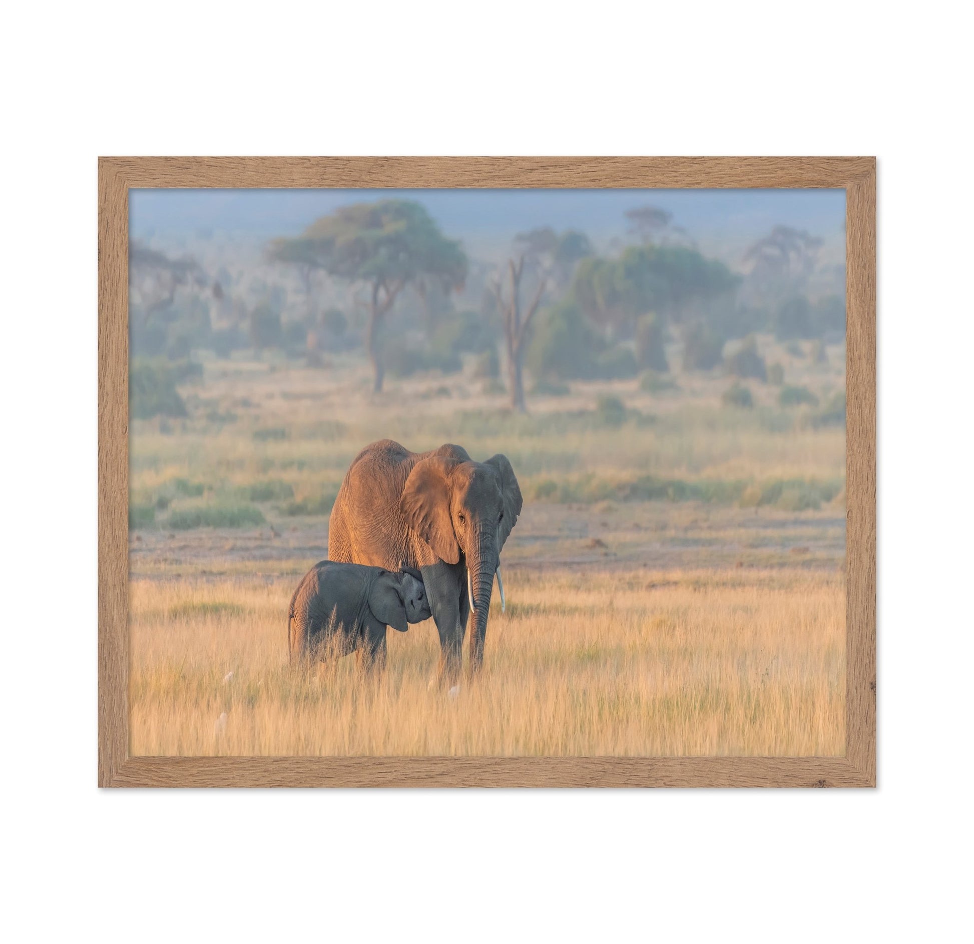 Elephant Mother And Calf