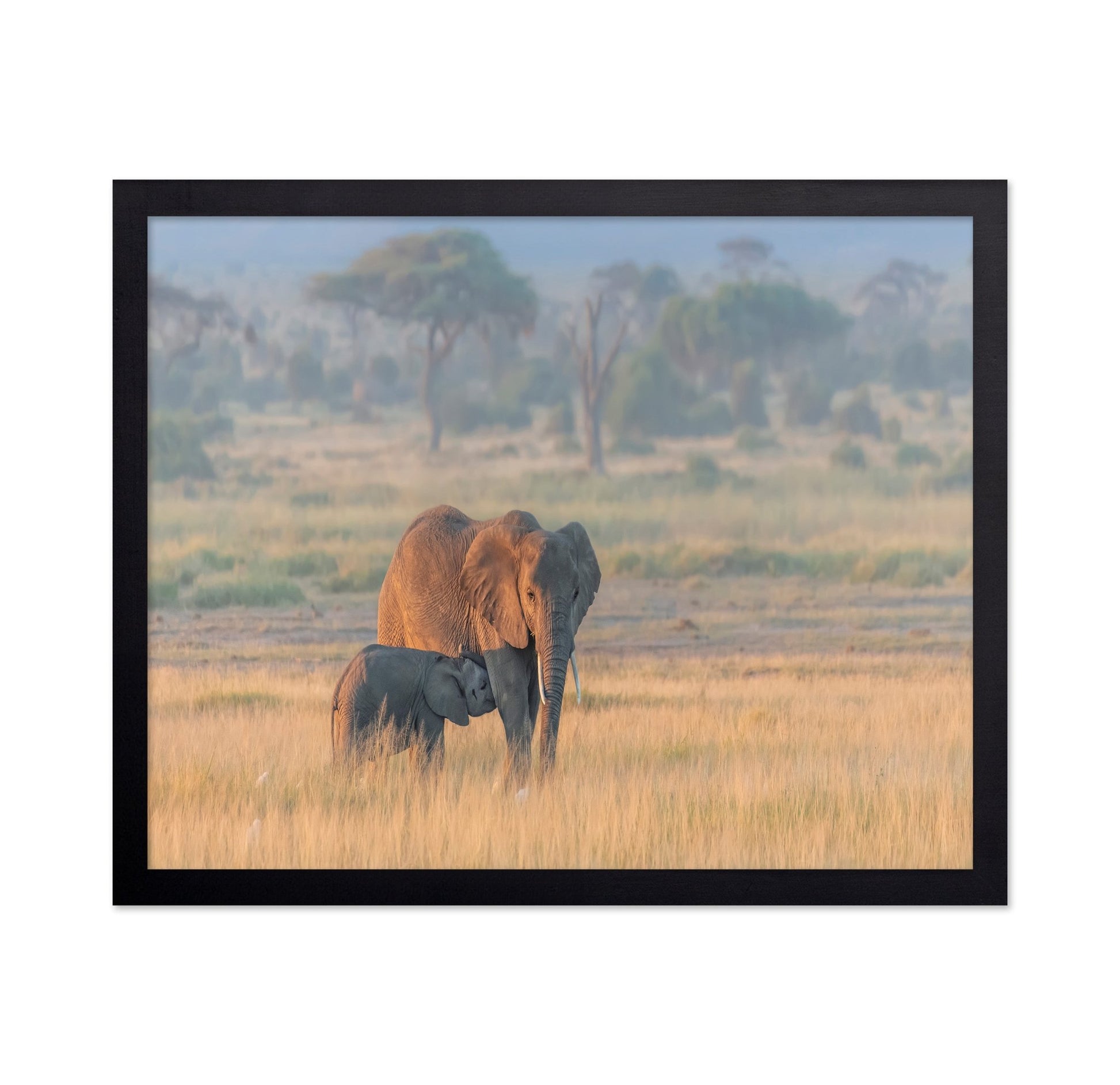 Elephant Mother And Calf